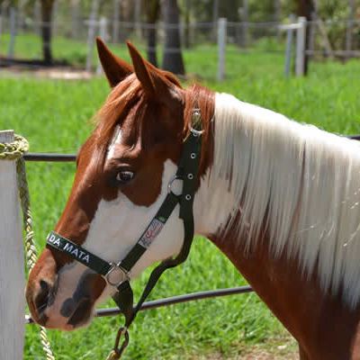 Estância da Mata - Ranch Sorting